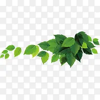 ��ɫ�ѻ�Ҷ���Ա�����-������