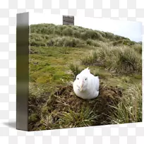 生态鼻动物信天翁-空若网 生态鼻动物信天翁-空若网