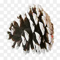 松塔实物-空若网 松塔实物-空若网