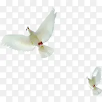 高清摄影白色鸽子效果图-空若网 高清摄影白色鸽子效果图-空若网
