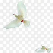 高清白色飞翔白色鸽子-空若网 高清白色飞翔白色鸽子-空若网