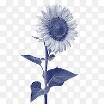 创意艺术摄影向日葵-空若网 创意艺术摄影向日葵-空若网