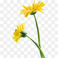 ����ϳ���Ӱ�����µ����տ�-������