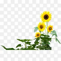 ������Ӱ��ɫ�����տ�Ч��-������