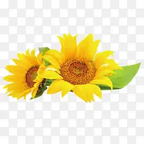 ������Ӱ��ɫ�����տ�����-������