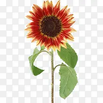 高清摄影橙色的向日葵植物-空若网 高清摄影橙色的向日葵植物-空若网