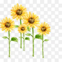 ������Ӱ��ɫ�����տ�ֲ�ﻨ��-������