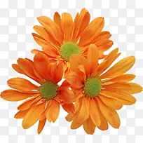 高清摄影橙色的向日葵-空若网 高清摄影橙色的向日葵-空若网
