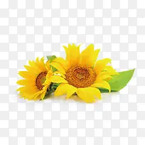 高清创意合成摄影安静的向日葵-空若网 高清创意合成摄影安静的向日葵-空若网