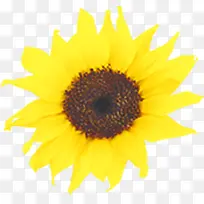 高清摄影创意黄色的向日葵哦-空若网 高清摄影创意黄色的向日葵哦-空若网