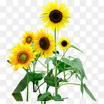 ���崴����Ӱ��ɫ���տ�-������