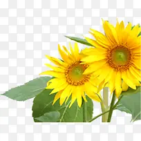 向阳开放的向日葵高清摄影-空若网 向阳开放的向日葵高清摄影-空若网