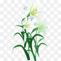 白色喇叭花-空若网 白色喇叭花-空若网