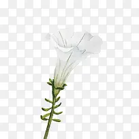 �ֻ����Ȼ�-������