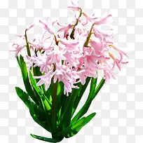 白色喇叭花水仙花-空若网 白色喇叭花水仙花-空若网