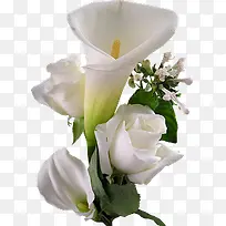 白色喇叭花-空若网 白色喇叭花-空若网