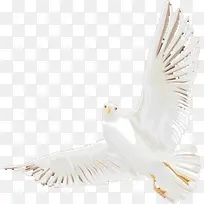 手绘剪纸白色和平鸽-空若网 手绘剪纸白色和平鸽-空若网