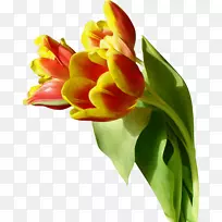 �����㻨������-������-������