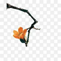 黄色玉兰花-空若网 黄色玉兰花-空若网