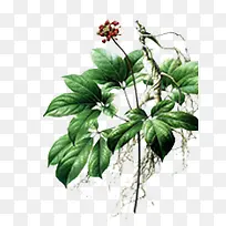 树叶专辑-空若网 树叶专辑-空若网