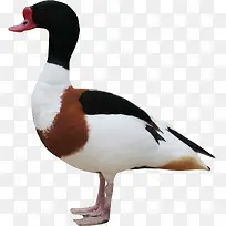 可爱野鸭子-空若网 可爱野鸭子-空若网