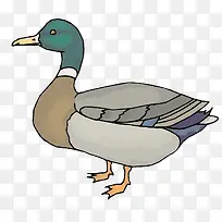 矢量野鸭子素材-空若网 矢量野鸭子素材-空若网