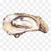 水彩生蚝-空若网 水彩生蚝-空若网