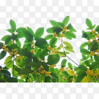 ����-������