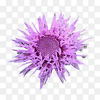 绽开的奶蓟草图片素材-空若网 绽开的奶蓟草图片素材-空若网