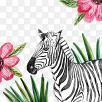 水彩画斑马-空若网 水彩画斑马-空若网