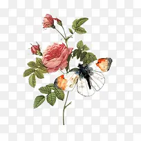 玫瑰花蝴蝶-空若网 玫瑰花蝴蝶-空若网