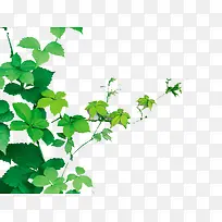 月季树枝-空若网 月季树枝-空若网