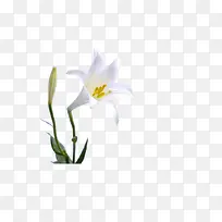 绽放百合花-空若网 绽放百合花-空若网