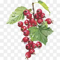 矢量图水果樱桃-空若网 矢量图水果樱桃-空若网