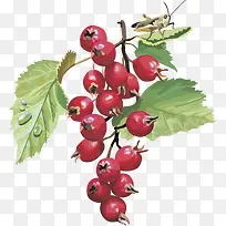 矢量图水果樱桃-空若网 矢量图水果樱桃-空若网