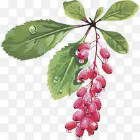 水果矢量图葡萄红枣-空若网 水果矢量图葡萄红枣-空若网