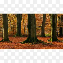 ������ľ���������Ӱ�ϳ�-������