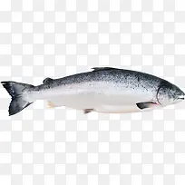 ������ɫ������ʳ��-������