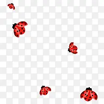 多彩小瓢虫-空若网 多彩小瓢虫-空若网