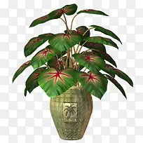 树叶-空若网 树叶-空若网