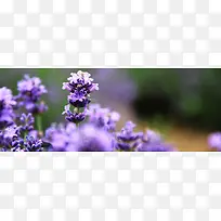 薰衣草背景海报-空若网 薰衣草背景海报-空若网