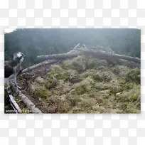 山脊山风景植物群落巢-空若网 山脊山风景植物群落巢-空若网