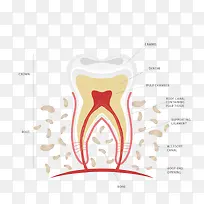 牙齿解剖图-空若网 牙齿解剖图-空若网