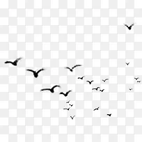 黑白色大雁群南飞-空若网 黑白色大雁群南飞-空若网