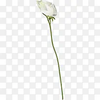 白色绽放小花-空若网 白色绽放小花-空若网