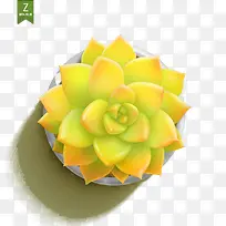 多肉-空若网 多肉-空若网