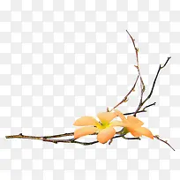 树枝花朵-空若网 树枝花朵-空若网
