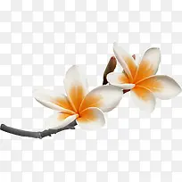 树枝花朵-空若网 树枝花朵-空若网