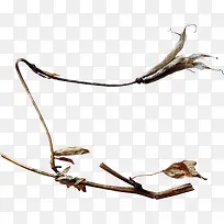 Ư����֦-������