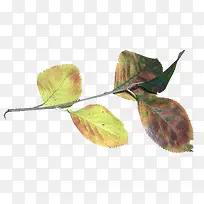 ¿ÝÖ¦¿ÝÒ¶-¿ÕÈôÍø ¿ÝÖ¦¿ÝÒ¶-¿ÕÈôÍø